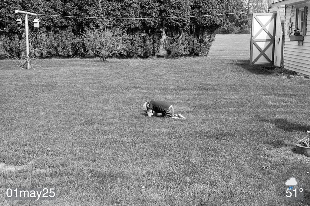 Black and white film photo of my grandson on hands and knees in grassy yard